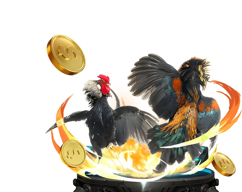 Đồ họa minh họa các loại kèo cược đá gà phổ biến